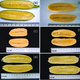 Illustration for article titled Genetically-Modified Orange Bananas Are Ready for Human Testing